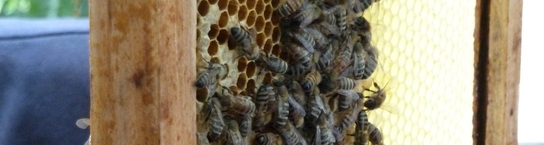 GV Bobingen Imker Bienenwabe