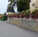 Blumen Kirchhofmauer
