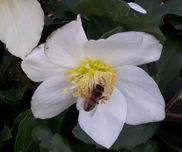 Biene auf Christrose