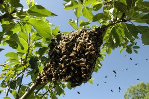 Gartenbauverein Bobingen -  Bienenschwarm auf Ast
